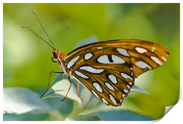 Agraulis Vanillae, Gulf Fritillary Butterfly Print by Eyal Nahmias
