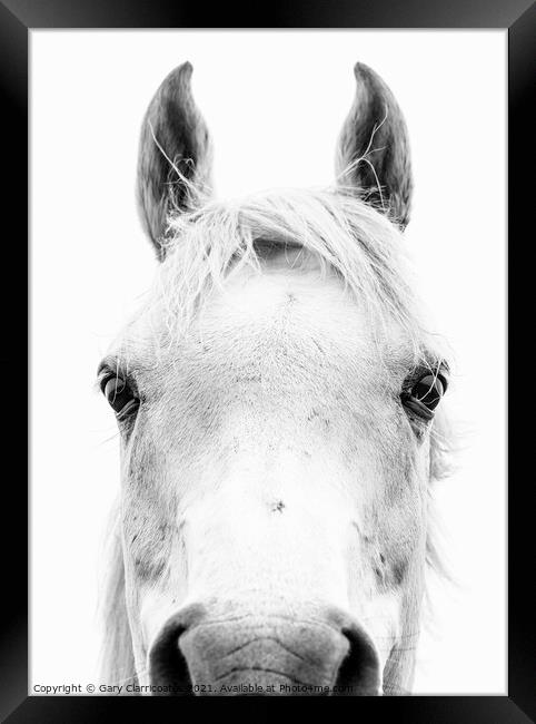 Horse Portrait Framed Print by Gary Clarricoates