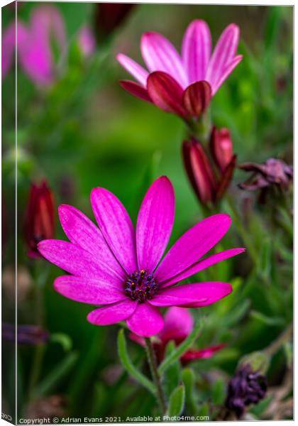 Marguerite Daisy Canvas Print by Adrian Evans