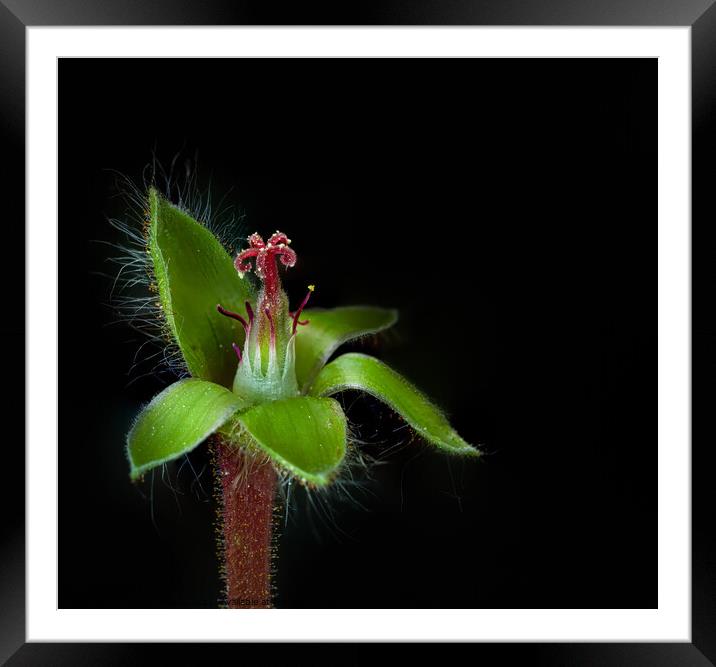 Green flower with black background Framed Mounted Print by Maggie Bajada