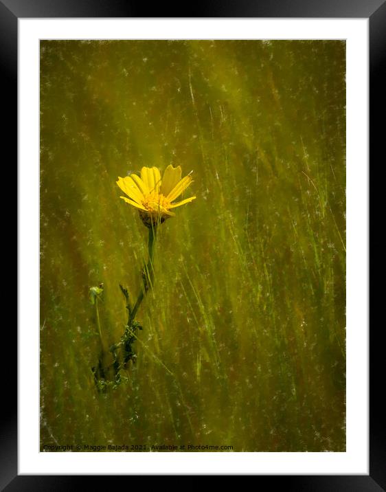 Yellow Daisy flower Framed Mounted Print by Maggie Bajada