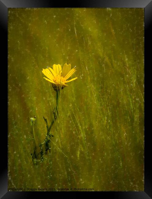 Yellow Daisy flower Framed Print by Maggie Bajada