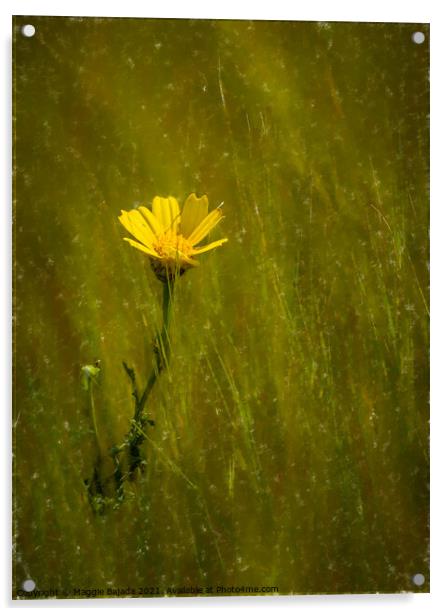 Yellow Daisy flower Acrylic by Maggie Bajada