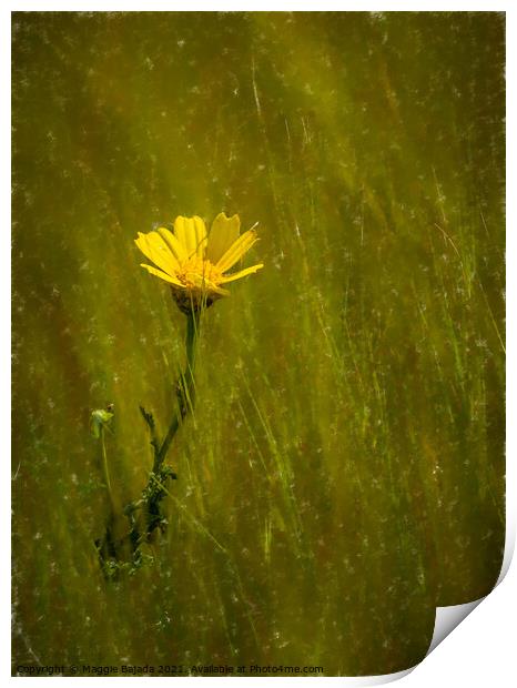 Yellow Daisy flower Print by Maggie Bajada