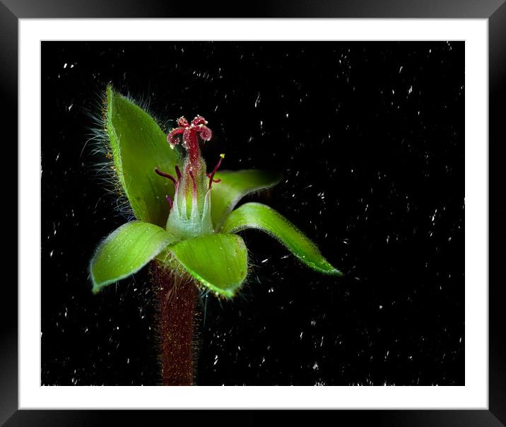 Lovely Flower with black background. Framed Mounted Print by Maggie Bajada