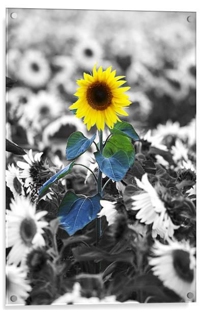 Sunflower Acrylic by Tony Bates