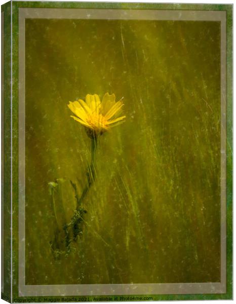 Framed Yellow daisy with border Canvas Print by Maggie Bajada