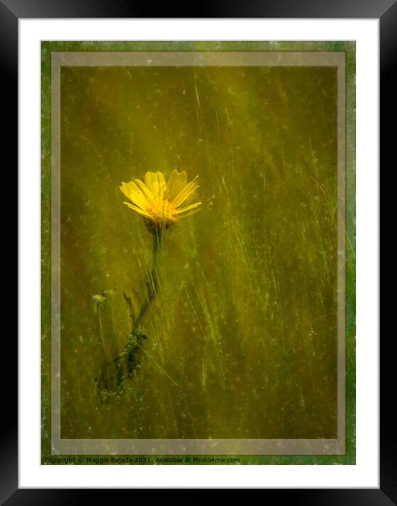Framed Yellow daisy with border Framed Mounted Print by Maggie Bajada