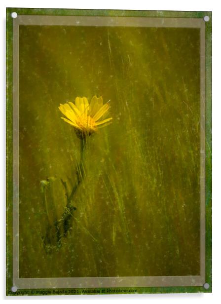 Framed Yellow daisy with border Acrylic by Maggie Bajada