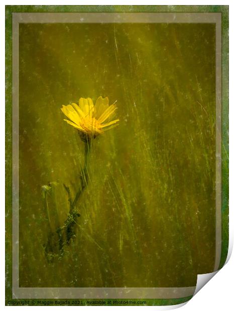 Framed Yellow daisy with border Print by Maggie Bajada