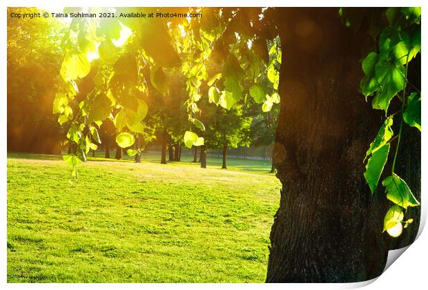 Green Linden Tree in Morning Sunlight Print by Taina Sohlman