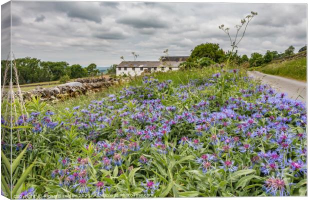 Roadside Wild Cornflowers  Canvas Print by Richard Laidler