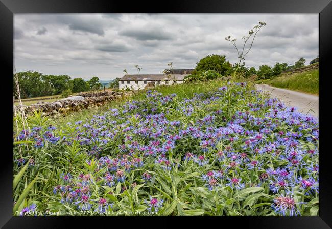 Roadside Wild Cornflowers  Framed Print by Richard Laidler