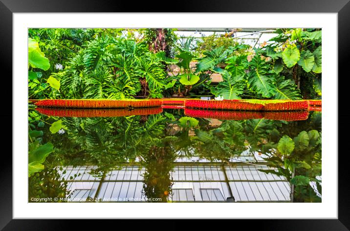 Victoria Amazonica Framed Mounted Print by Mark Draper