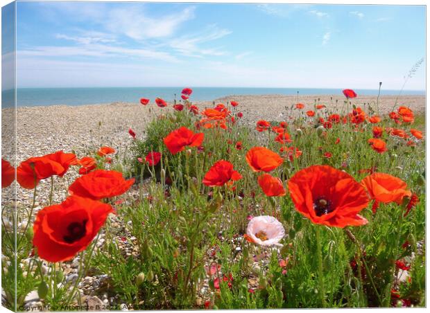 Wild Poppies on shingle Beach, Hythe  Canvas Print by Antoinette B