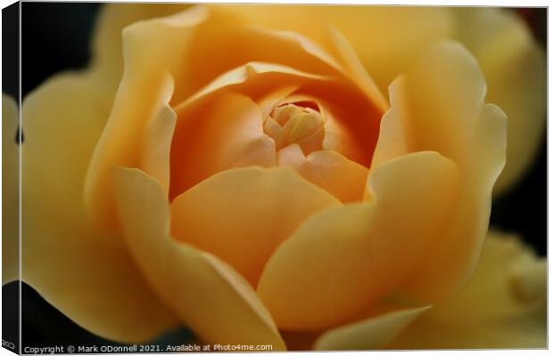 Sweet Yellow Rose Canvas Print by Mark ODonnell