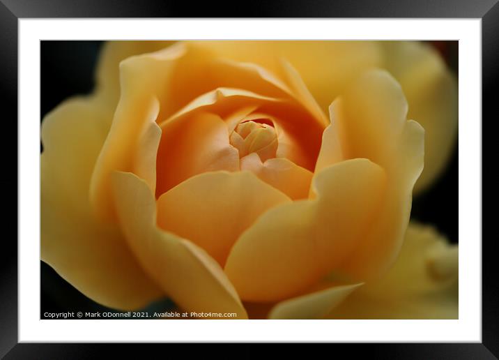 Sweet Yellow Rose Framed Mounted Print by Mark ODonnell