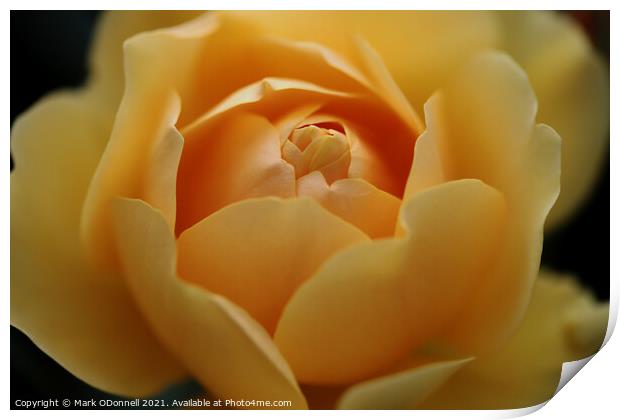Sweet Yellow Rose Print by Mark ODonnell