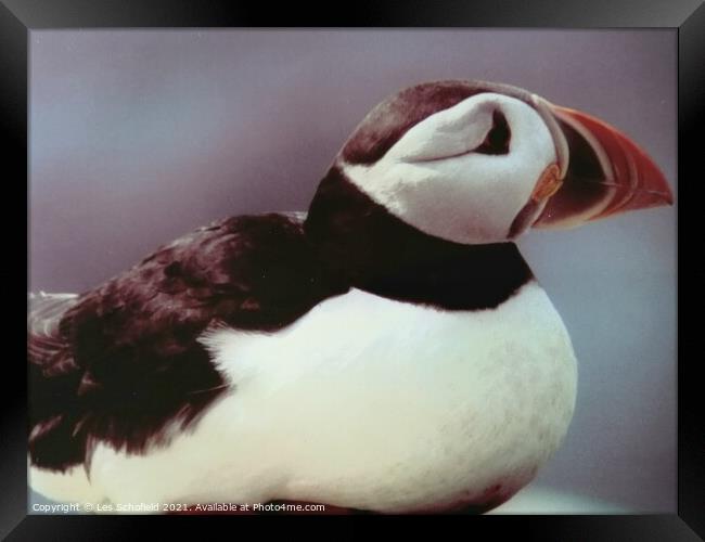 Puffin  Framed Print by Les Schofield