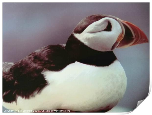 Puffin  Print by Les Schofield