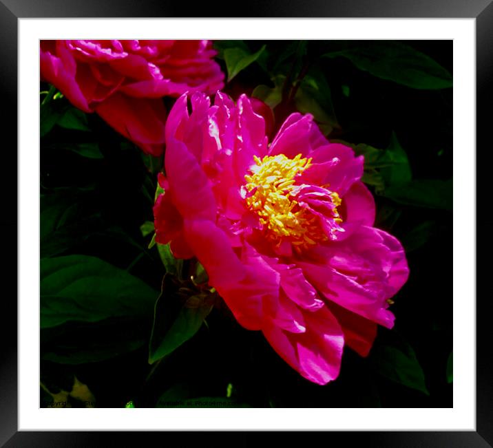 Plant flower Framed Mounted Print by Stephanie Moore