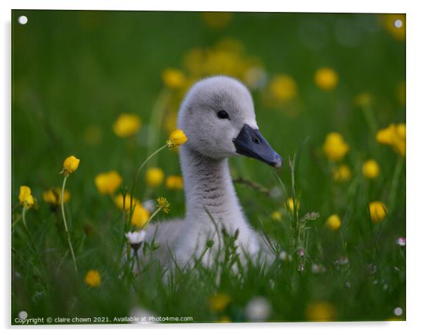 Cygnet Amongst Buttercups  Acrylic by claire chown