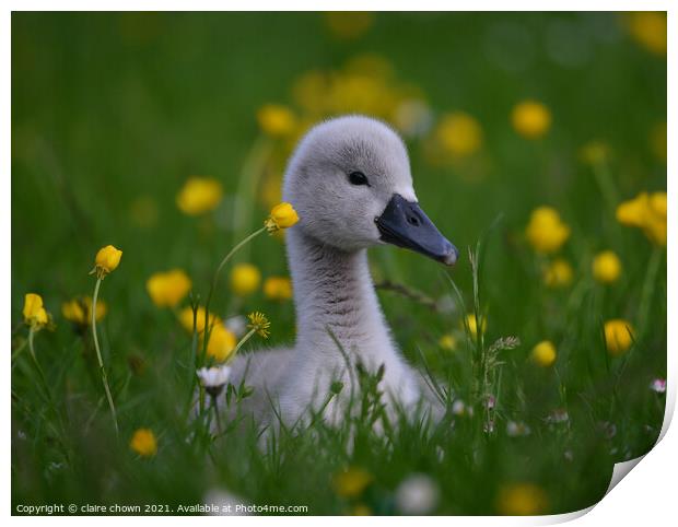 Cygnet Amongst Buttercups  Print by claire chown
