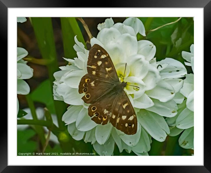 Speckled wood Butterfly. Framed Mounted Print by Mark Ward