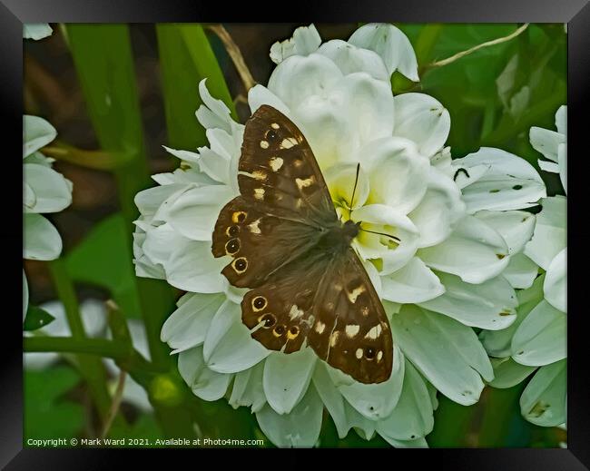 Speckled wood Butterfly. Framed Print by Mark Ward