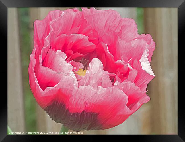Pink Poppy. Framed Print by Mark Ward