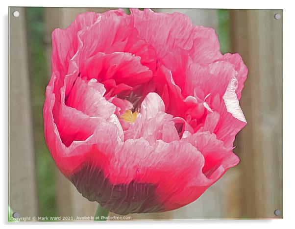 Pink Poppy. Acrylic by Mark Ward