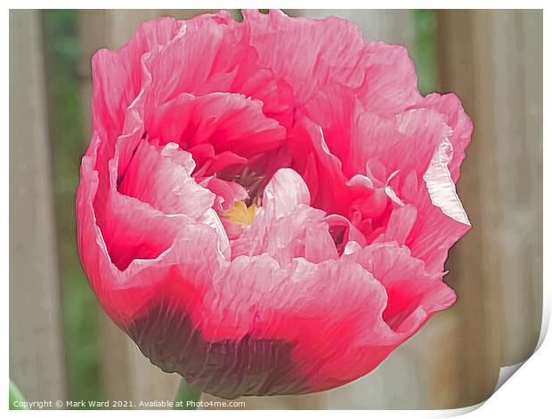 Pink Poppy. Print by Mark Ward