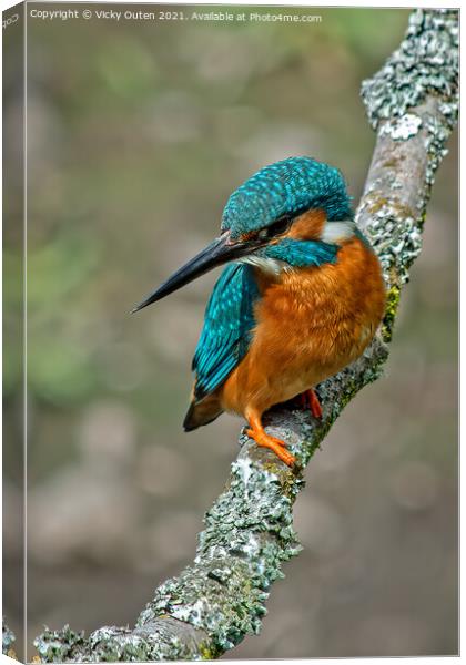 Kingfisher perched on a branch  Canvas Print by Vicky Outen