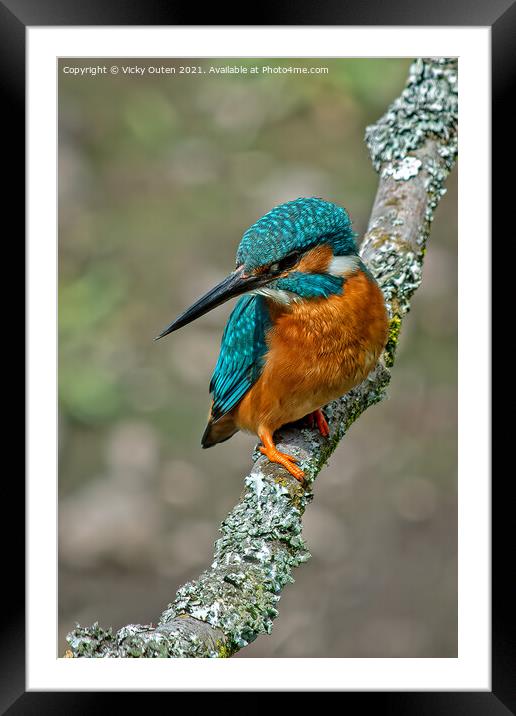 Kingfisher perched on a branch  Framed Mounted Print by Vicky Outen
