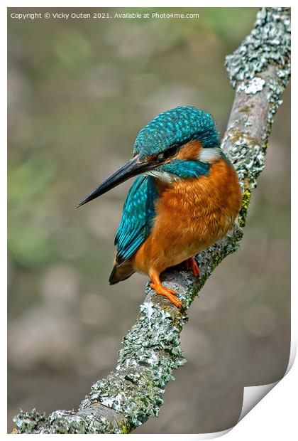 Kingfisher perched on a branch  Print by Vicky Outen