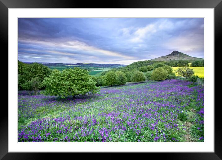Bluebells at Roseberry Topping Framed Mounted Print by Martin Williams