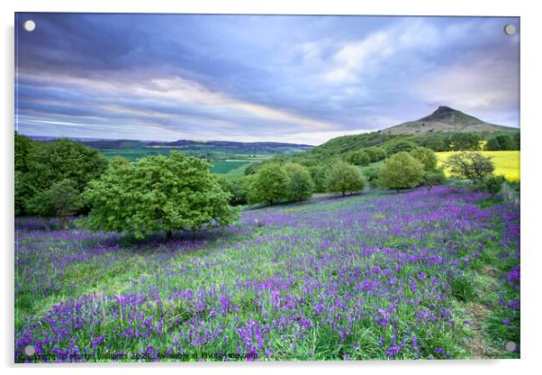 Bluebells at Roseberry Topping Acrylic by Martin Williams