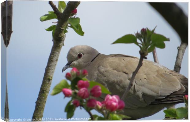 Dove in a Apple tree Canvas Print by Les Schofield