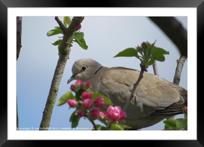 Dove in a Apple tree Framed Mounted Print by Les Schofield