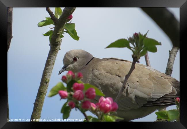 Dove in a Apple tree Framed Print by Les Schofield