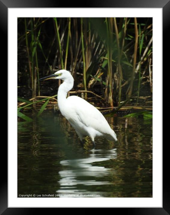Egret  Framed Mounted Print by Les Schofield