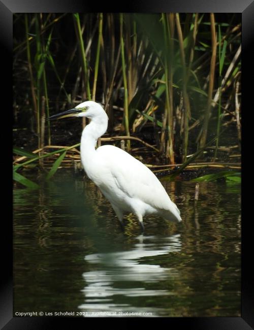Egret  Framed Print by Les Schofield