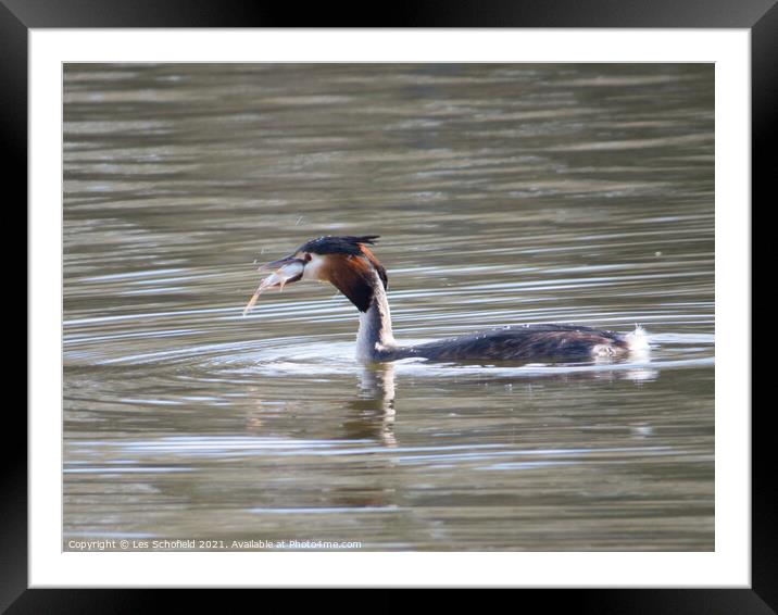 Grebe Fish Supper  Framed Mounted Print by Les Schofield