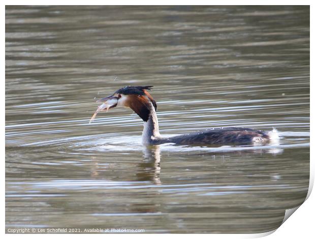 Grebe Fish Supper  Print by Les Schofield
