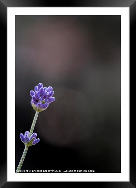 Minimal Lavender Macro in the garden  Framed Mounted Print by Krisztina Kaposvári