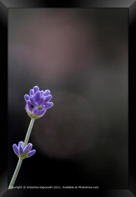 Minimal Lavender Macro in the garden  Framed Print by Krisztina Kaposvári