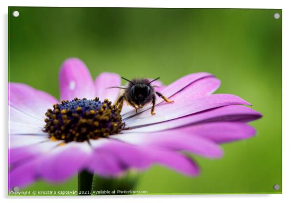 Bee on the flower closeup  Acrylic by Krisztina Kaposvári