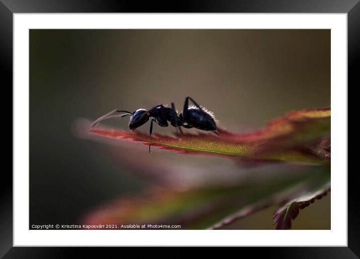 Ant on the leaves macro  Framed Mounted Print by Krisztina Kaposvári