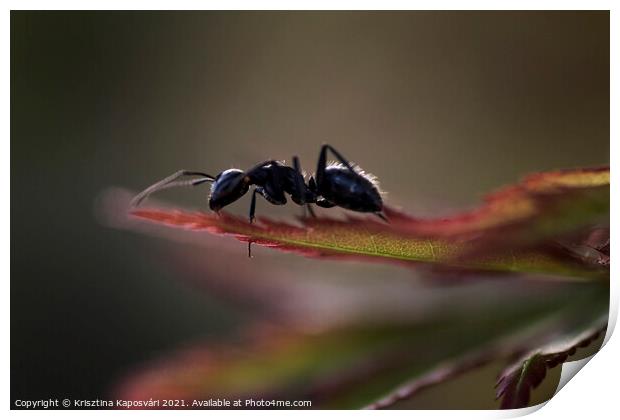 Ant on the leaves macro  Print by Krisztina Kaposvári
