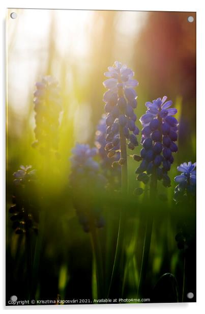 Grape-hyacinth in the Sunset Closeup  Acrylic by Krisztina Kaposvári